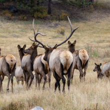 Load image into Gallery viewer, Triangle S Whole Elk Share
