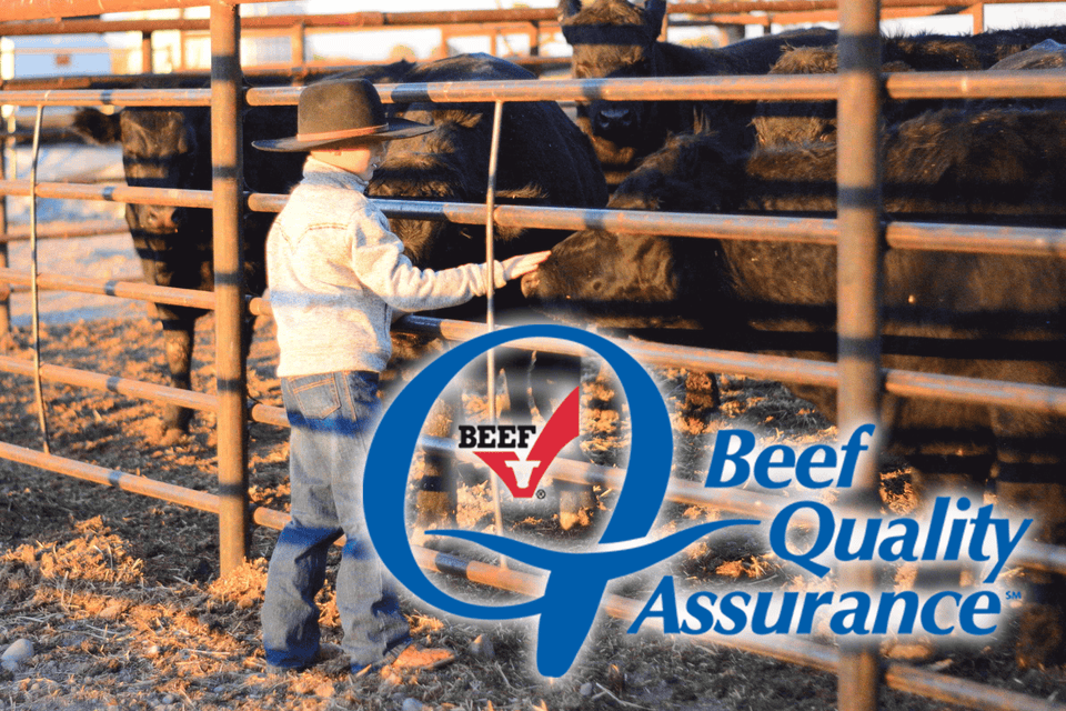 Triangle S Wyatt Stark petting beef steer and are BQA certified
